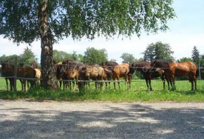 Camping Javorová skála