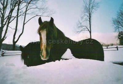 Guest-house Karlova chata