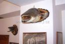 Pension Borovnice - Fishermen's Pub