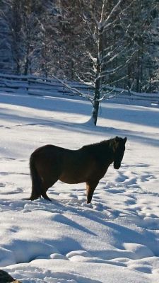 Inn Semmering