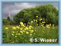 Swamp with globe-flowers