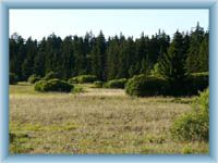 Upolínová meadow