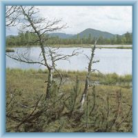 Peat-bog near Borová Lada