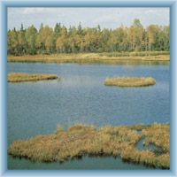 Peat-bog near Borová Lada