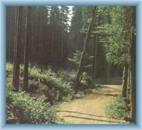 Primeval forest Boubín