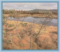 Peat-bog Chalupská slať