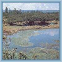 Lake in peat-bog Mlynářská slať