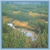 Peat-bog Rokytecká slať